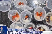 通许@铲屎官们 养“异宠”或危害国家安全 这些行为违法了
