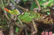 通许云南南滚河保护区首次发现红唇棘蜥