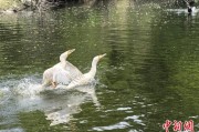 通许吉林：罕见白鸬鹚连续两年“故地重游”