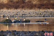 通许歙县完成安徽首个县域生物多样性调查 共记录物种近4千种