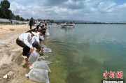 通许云南江川举行增殖放流活动 逾54万尾鱼游入星云湖